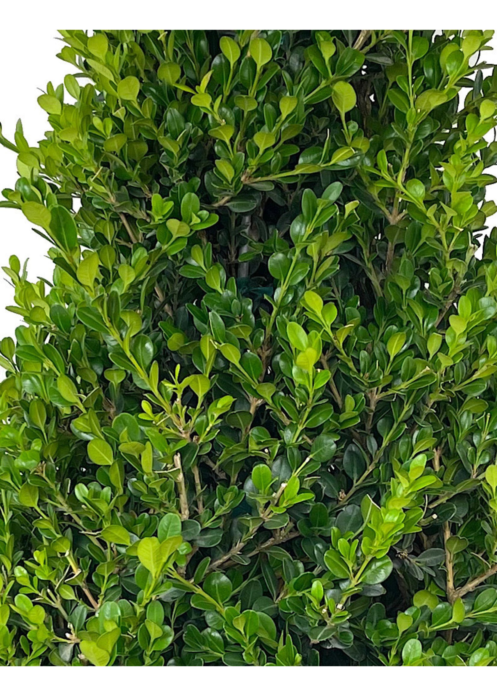 Buxus 'Winter Gem' Cone 7 Gallon