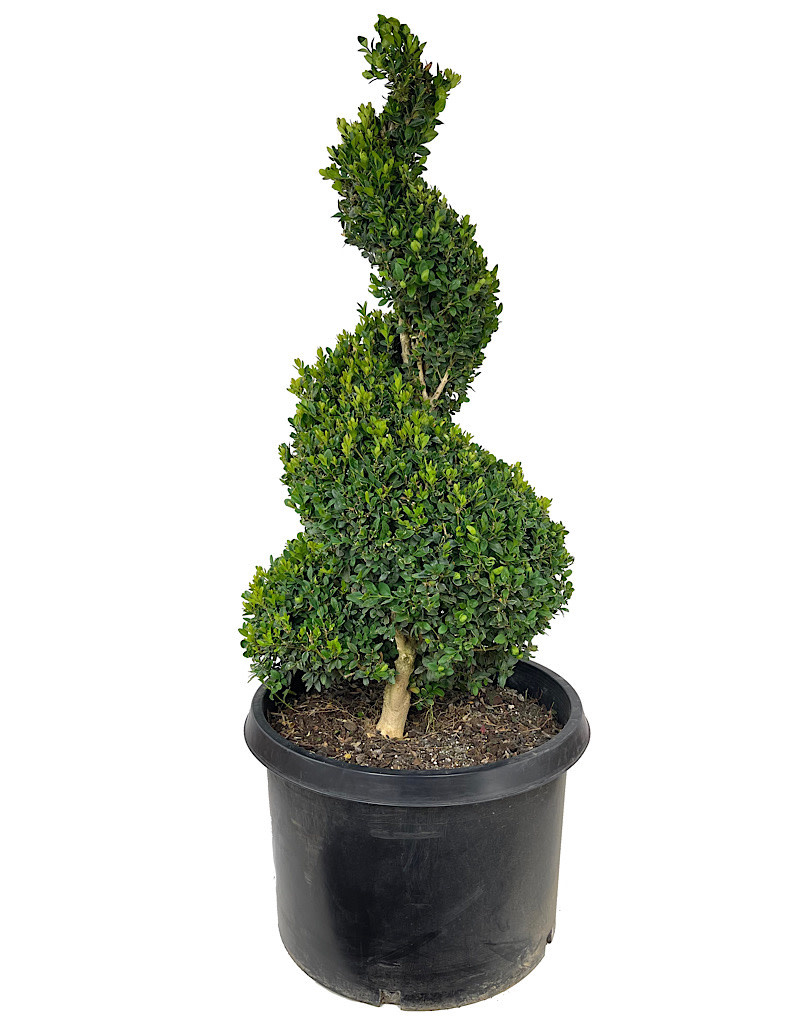Buxus sempervirens Spiral Topiary 3336 Inch The Garden Corner