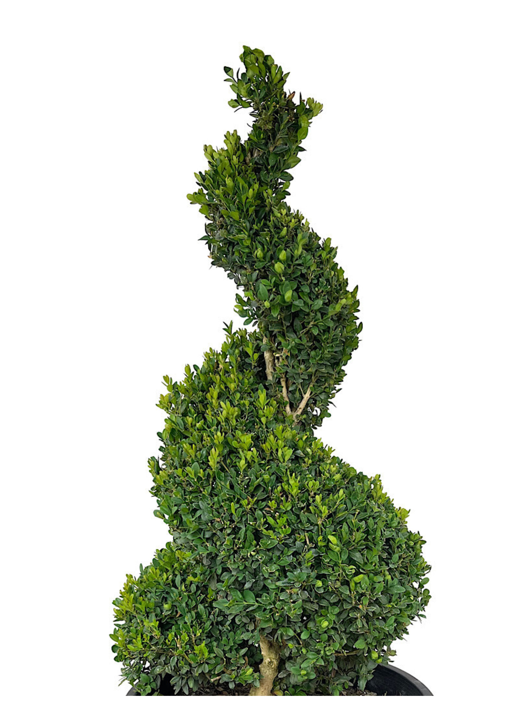 buxus sempervirens topiary