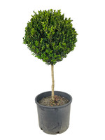 Buxus semperviren Single Globe Topiary 30-36 Inch