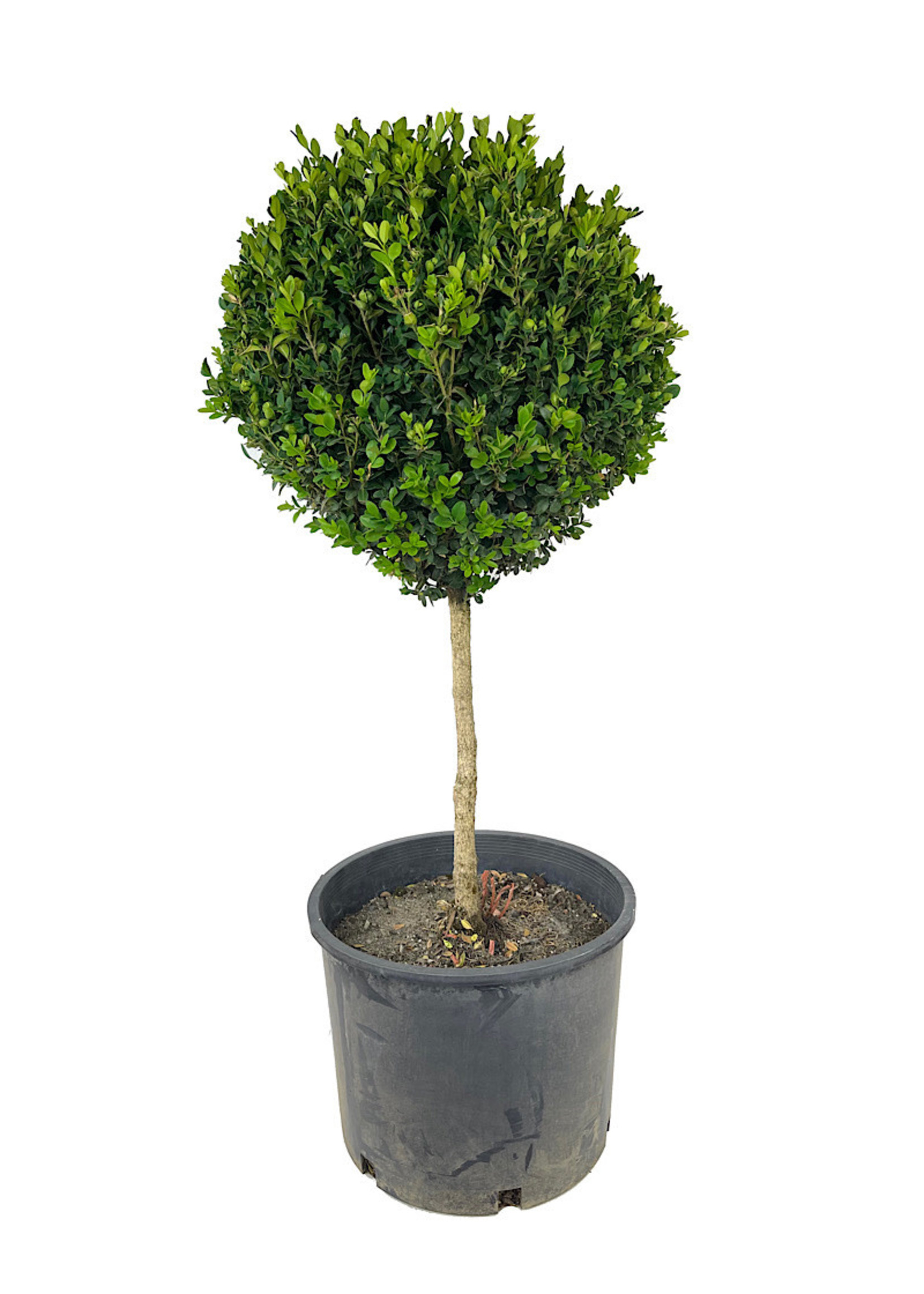 Buxus semperviren Single Globe Topiary 30-36 Inch