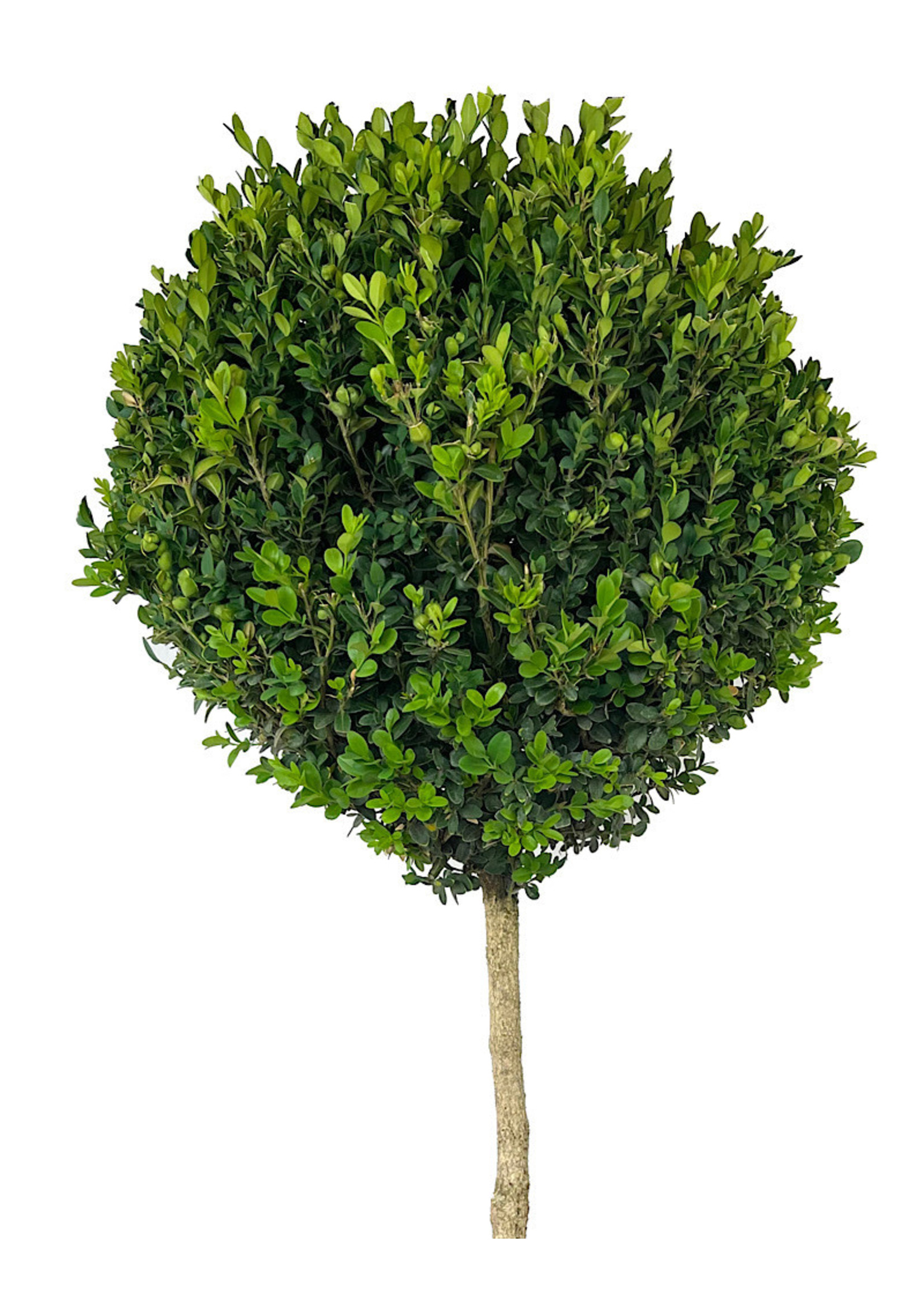 Buxus semperviren Single Globe Topiary 30-36 Inch