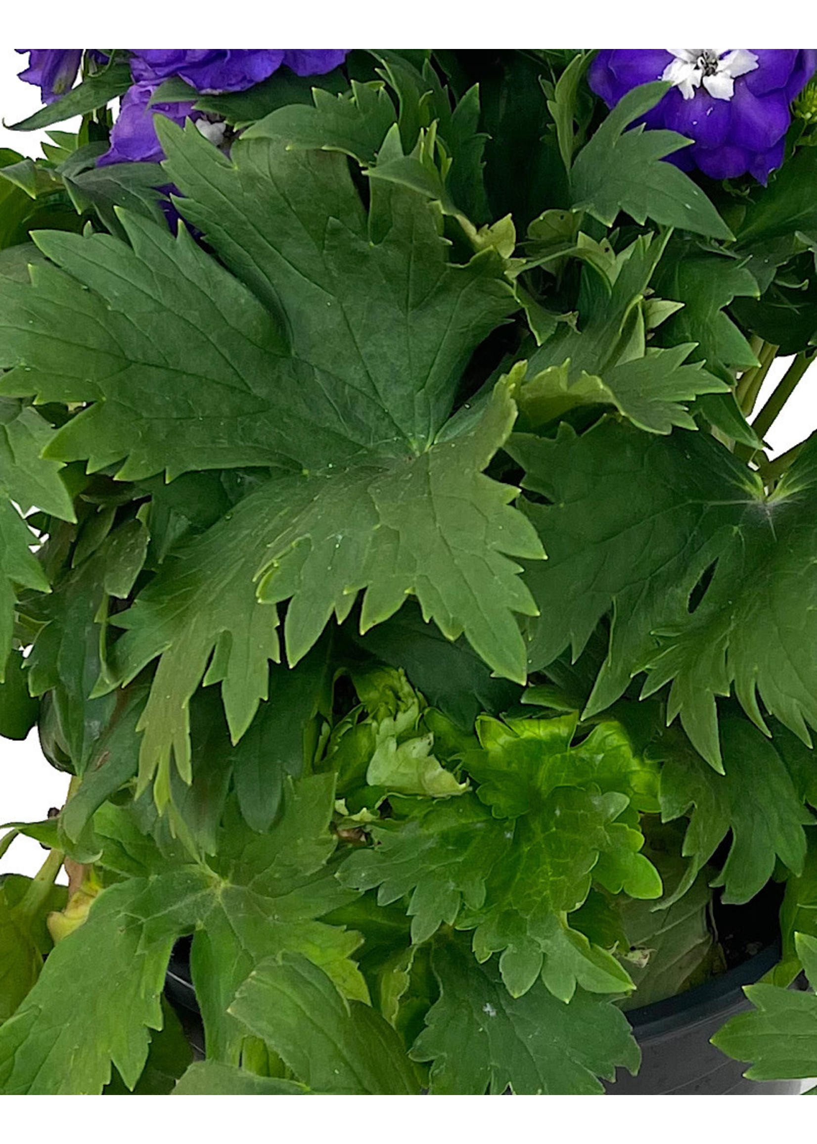 Delphinium 'Aurora Purple' 2 Gallon