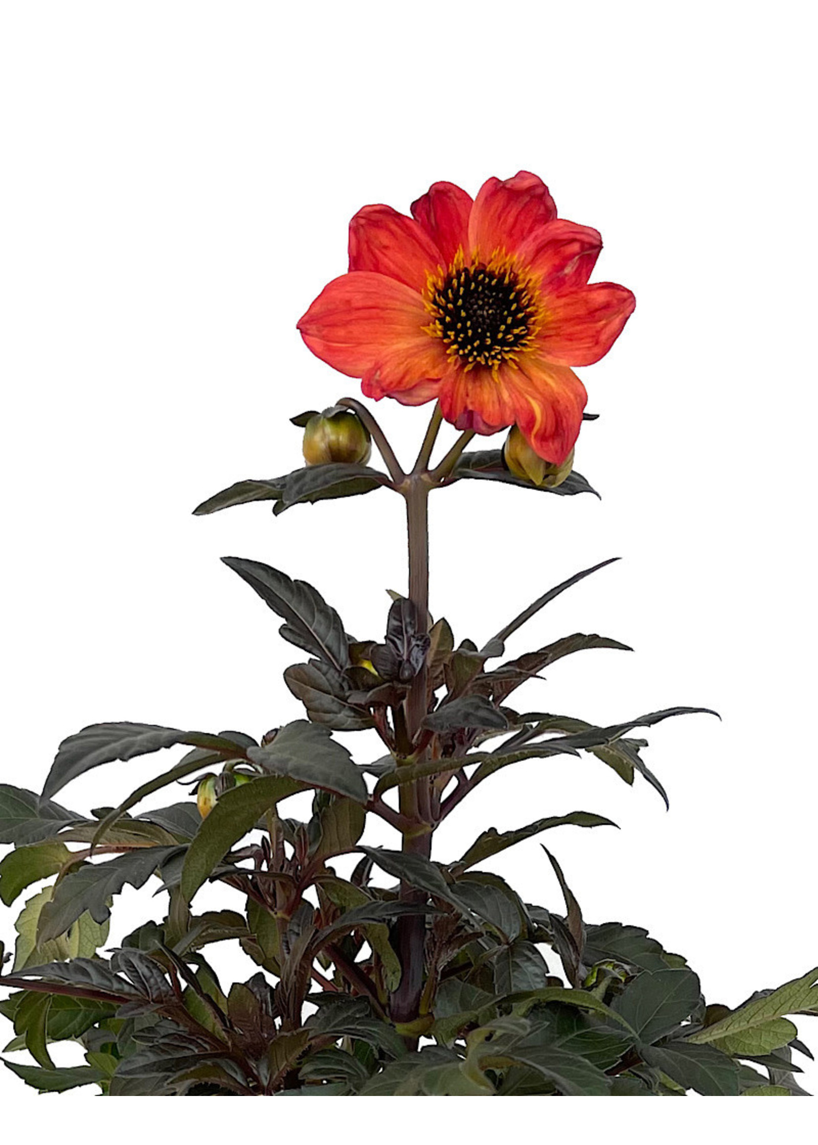 Dahlia 'Mystic Haze Orange' 1 Gallon