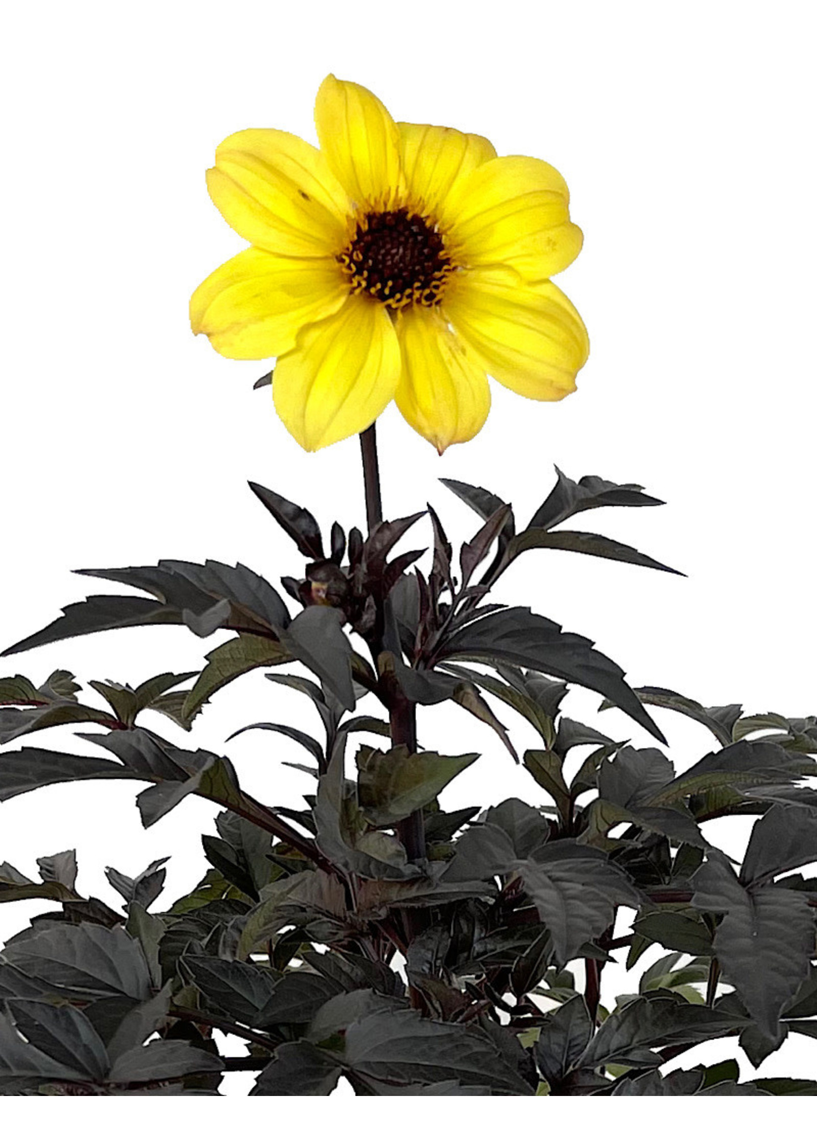 Dahlia 'Mystic Illusion Yellow' 1 Gallon