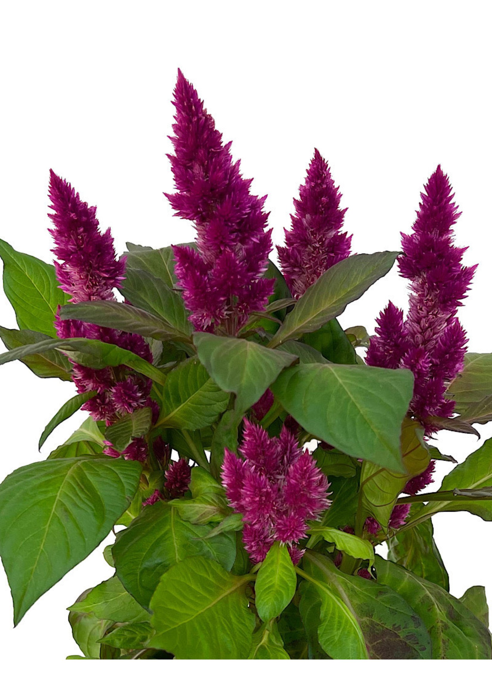 Celosia venezuela 6 Inch