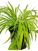 Hakonechloa macra 'Sunflare' 4 Inch