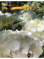 Hydrangea macrophylla 'Pure White' 6 Inch