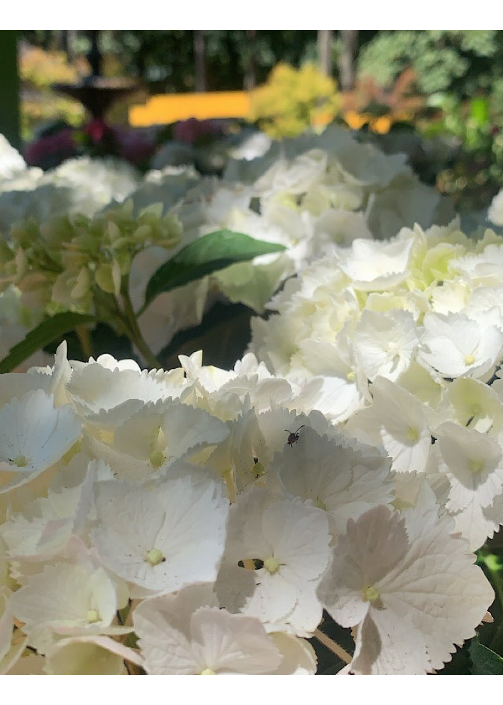 Hydrangea macrophylla 'Pure White' 6 Inch