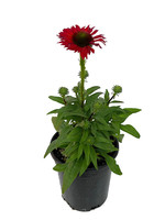 Echinacea 'Kismet Red' 1 Gallon
