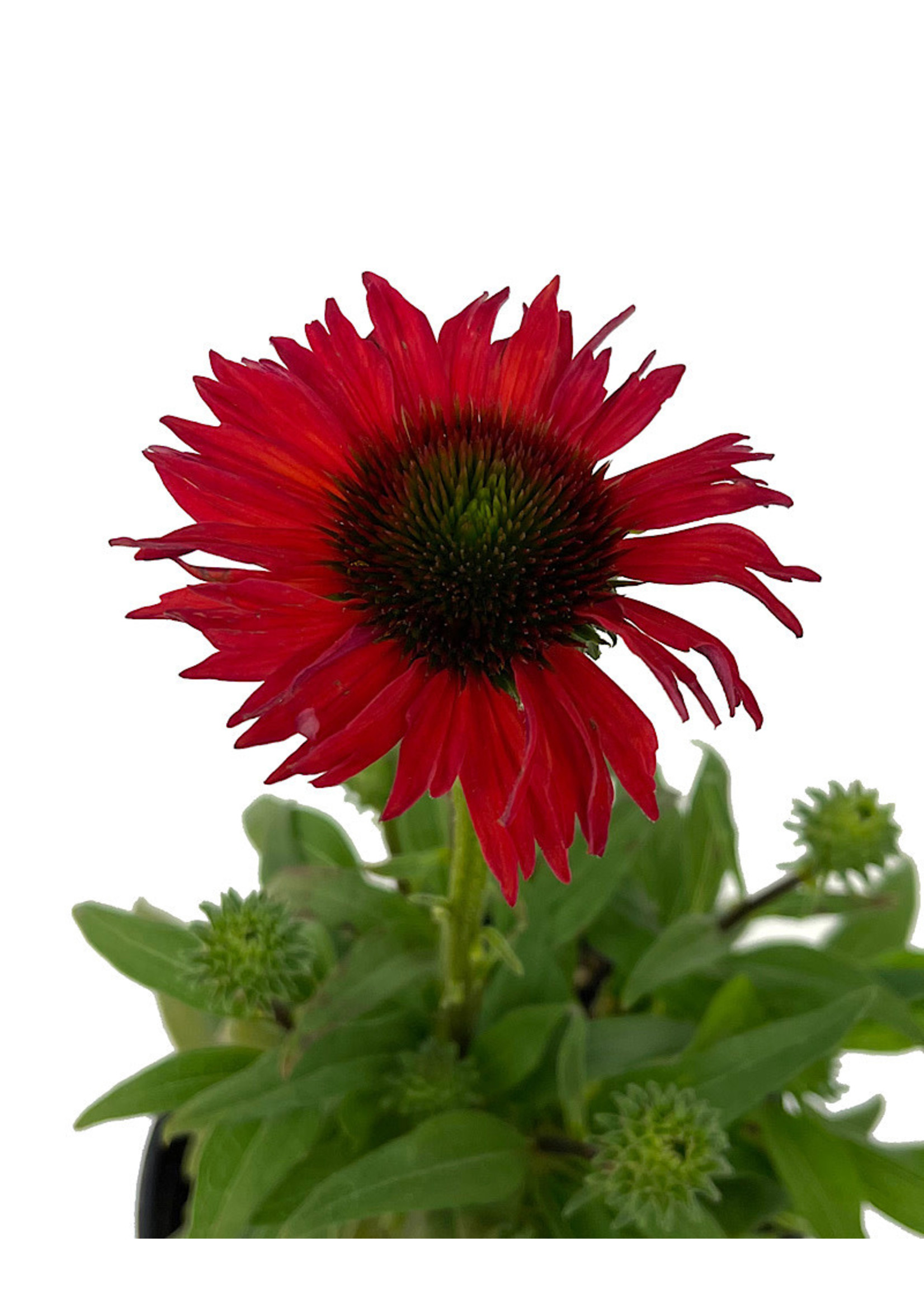 Echinacea 'Kismet Red' 1 Gallon