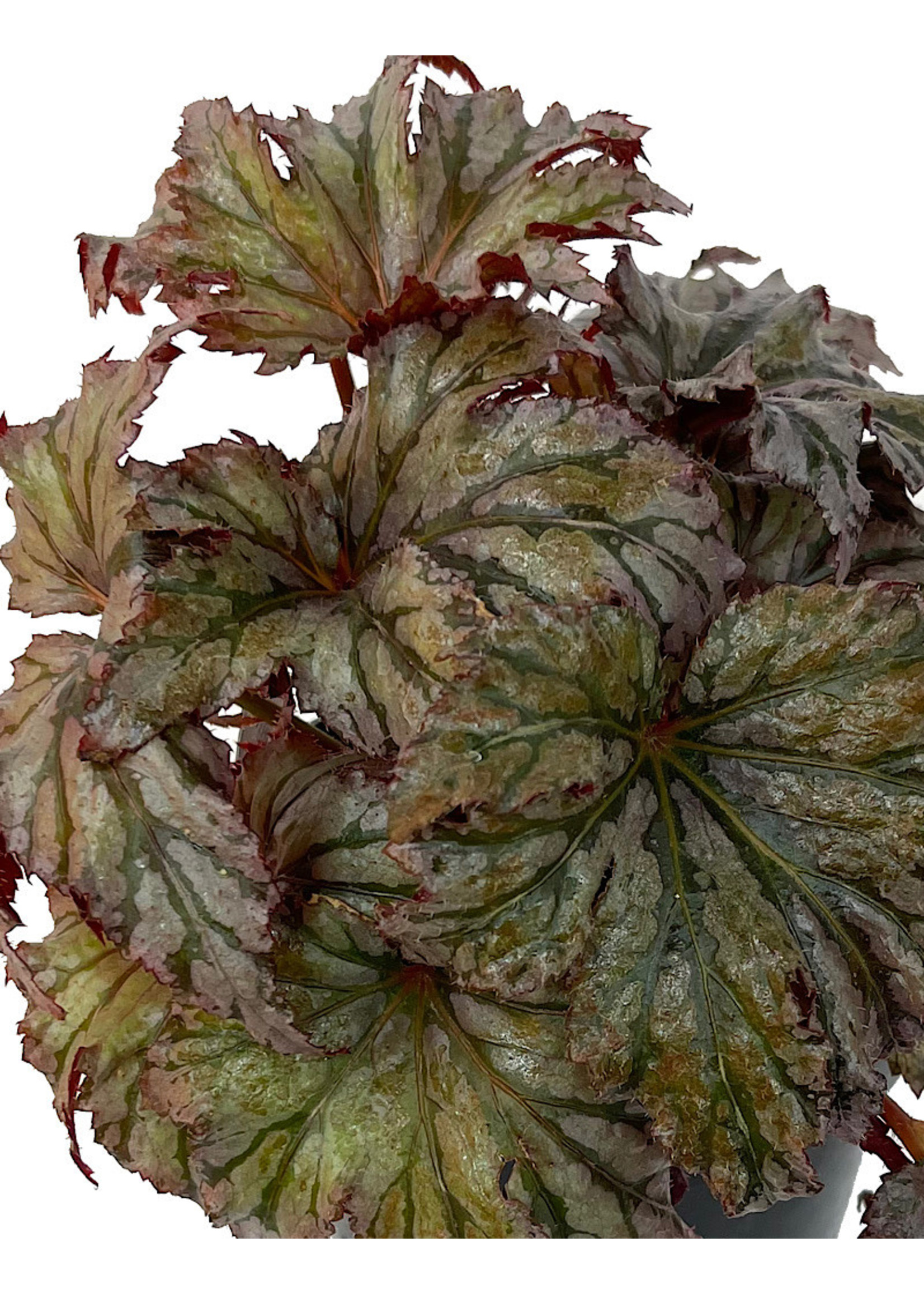 Begonia 'Garden Angel Plum' 6 Inch