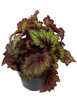 Begonia 'T-Rex Painter’s Palette' 6 Inch