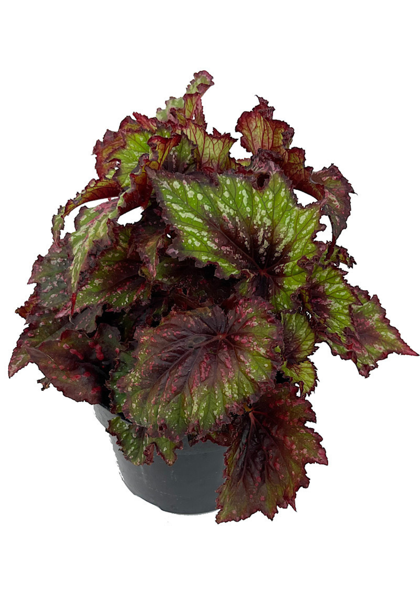 Begonia 'T-Rex Painter’s Palette' 6 Inch