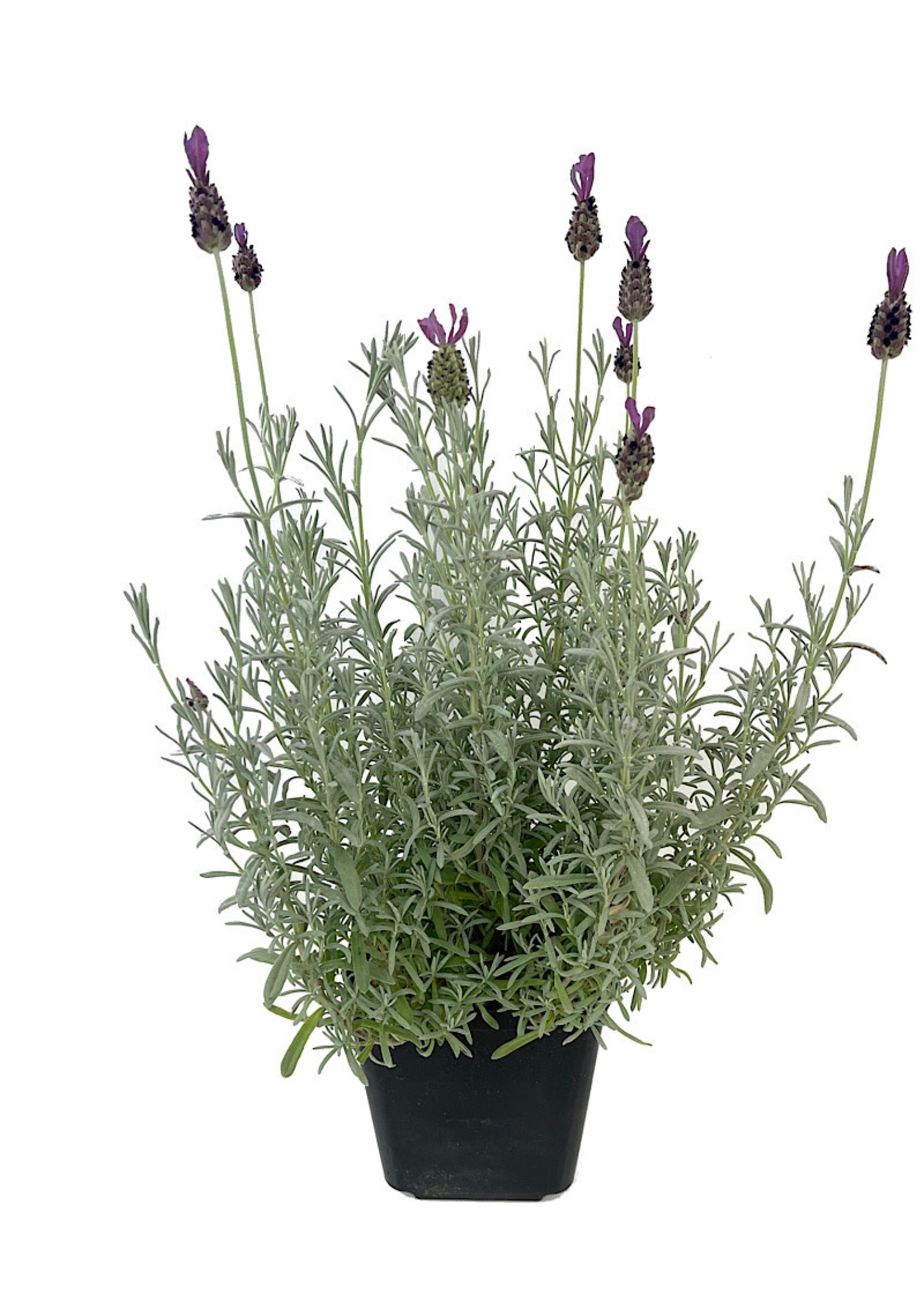 Lavandula s. 'Anouk Silver' 1 Gallon