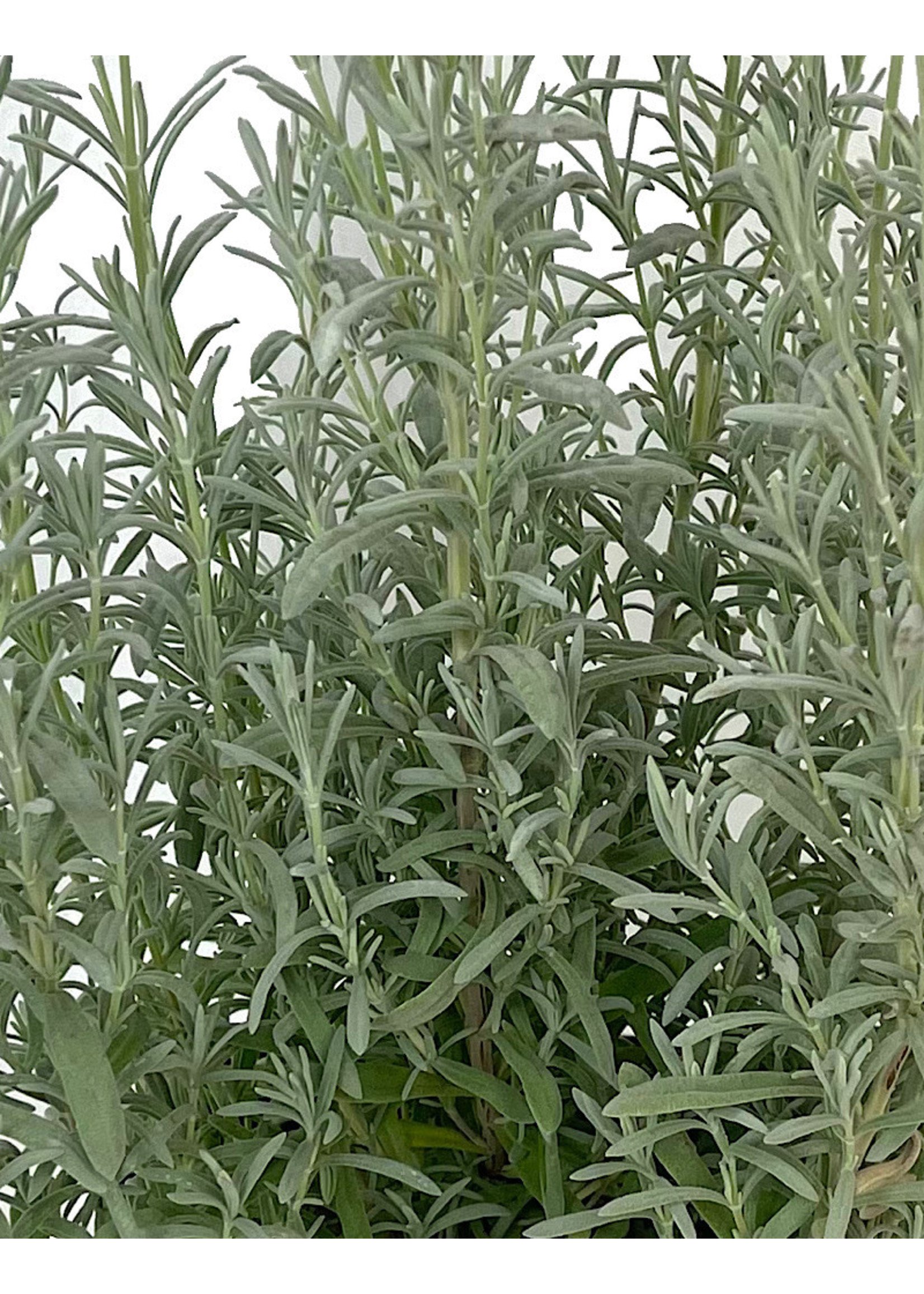 Lavandula s. 'Anouk Silver' 1 Gallon