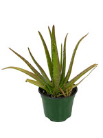 Aloe plicatilis 4 Inch