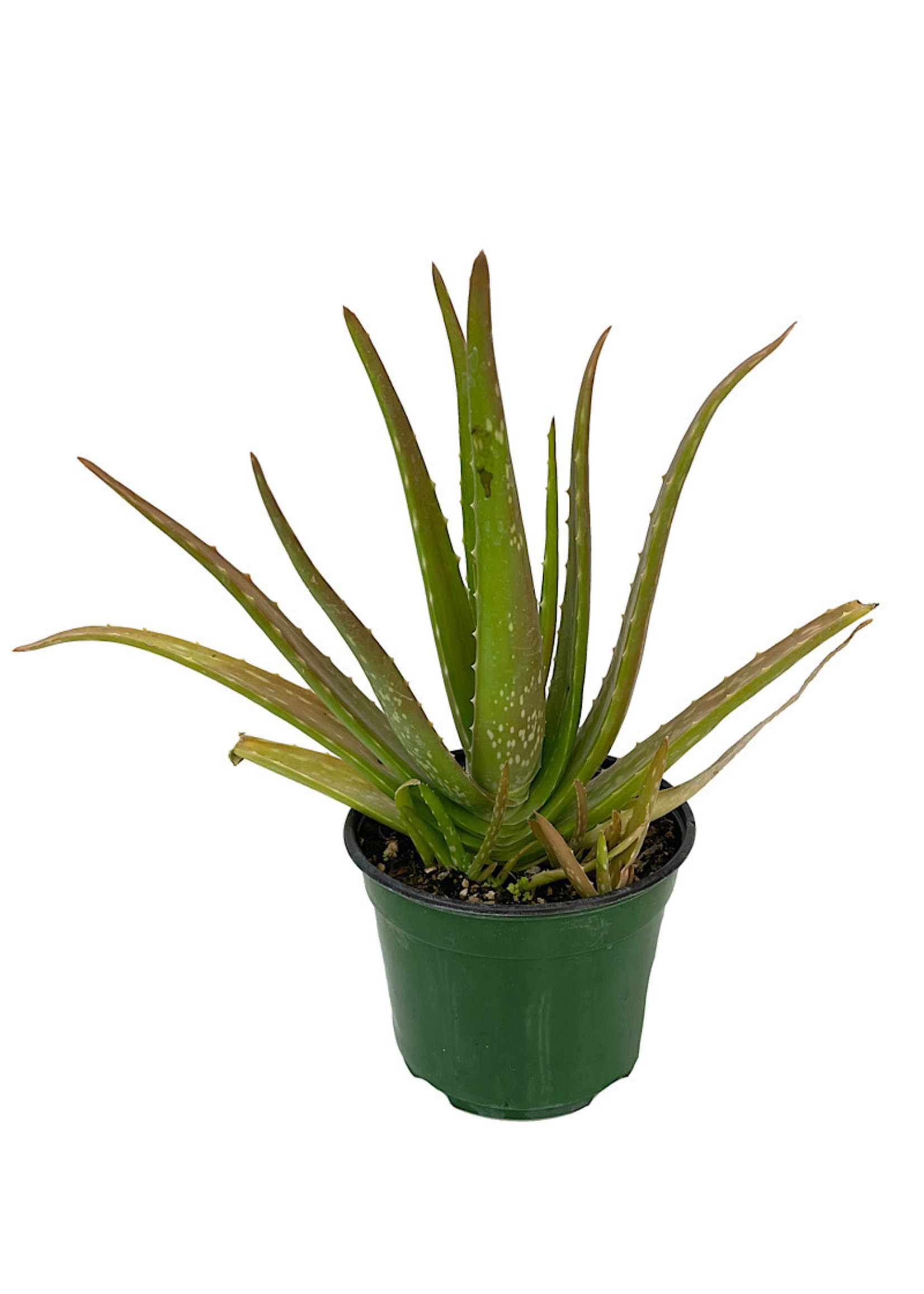 Aloe plicatilis 4 Inch