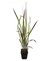 Imperata cylindrica 'Red Baron' 4 inch