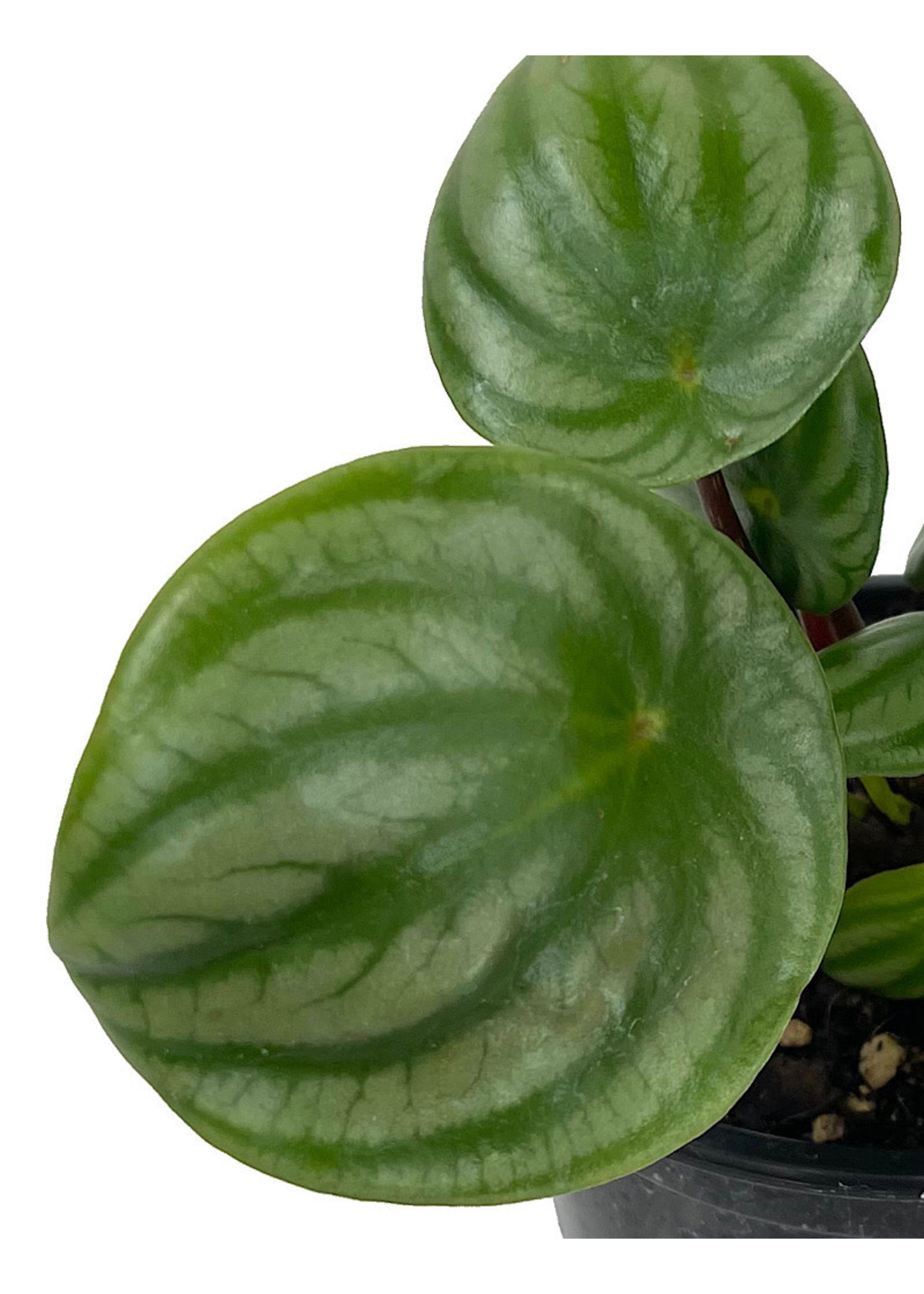 Peperomia argyreia Quart