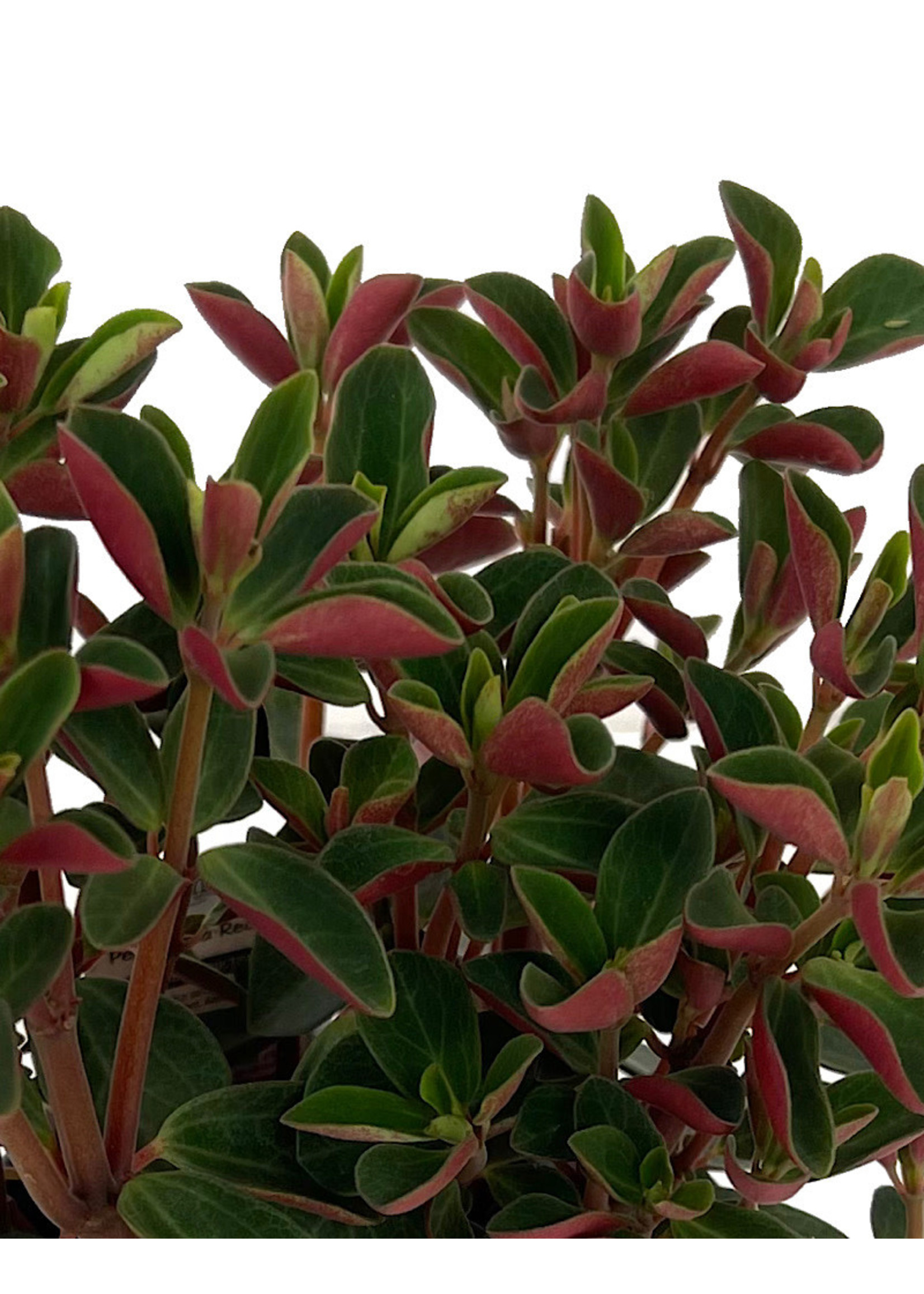 Peperomia verticillata 'Double Duty' 4 Inch