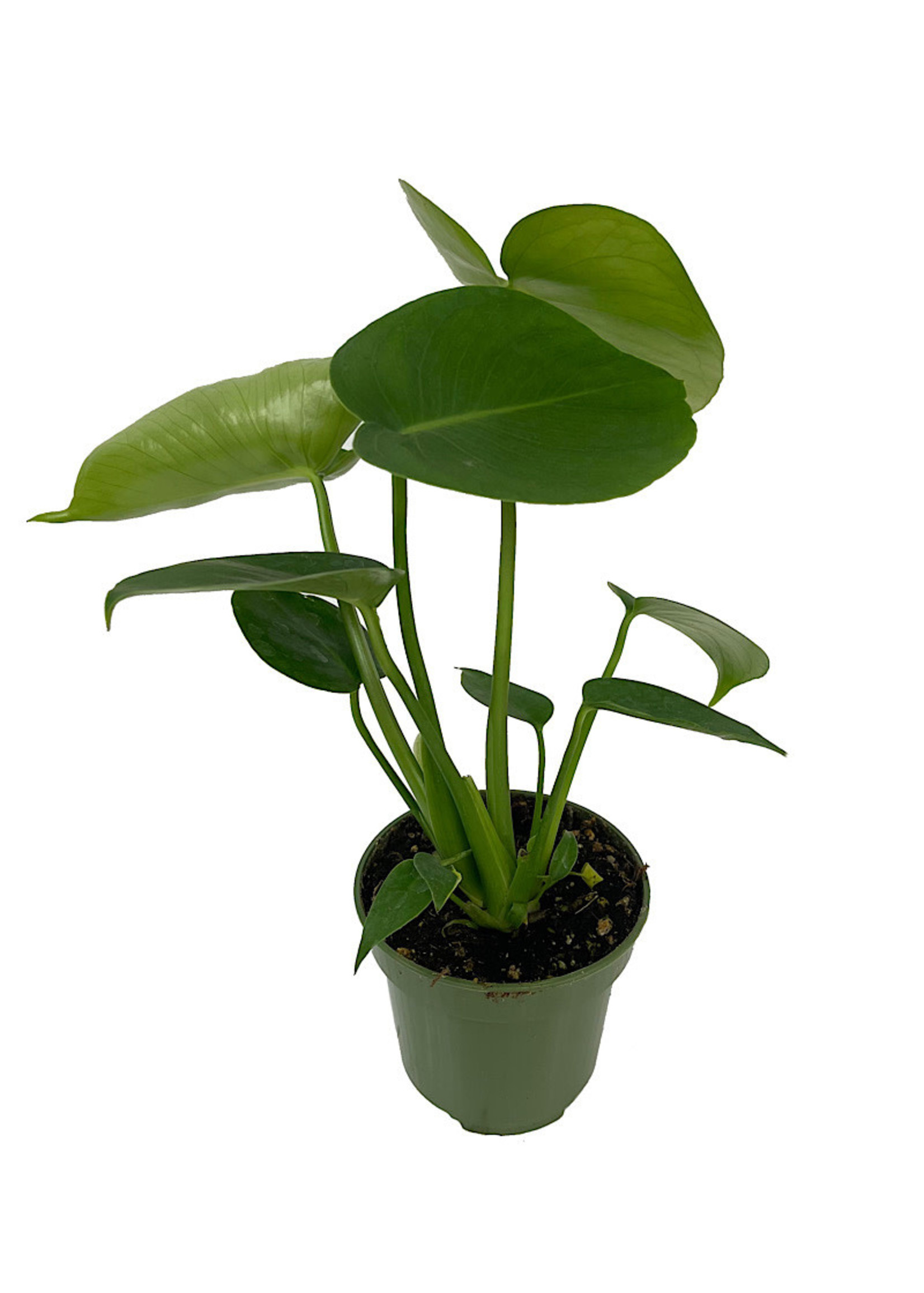 Philodendron 'Monstera' 4 Inch