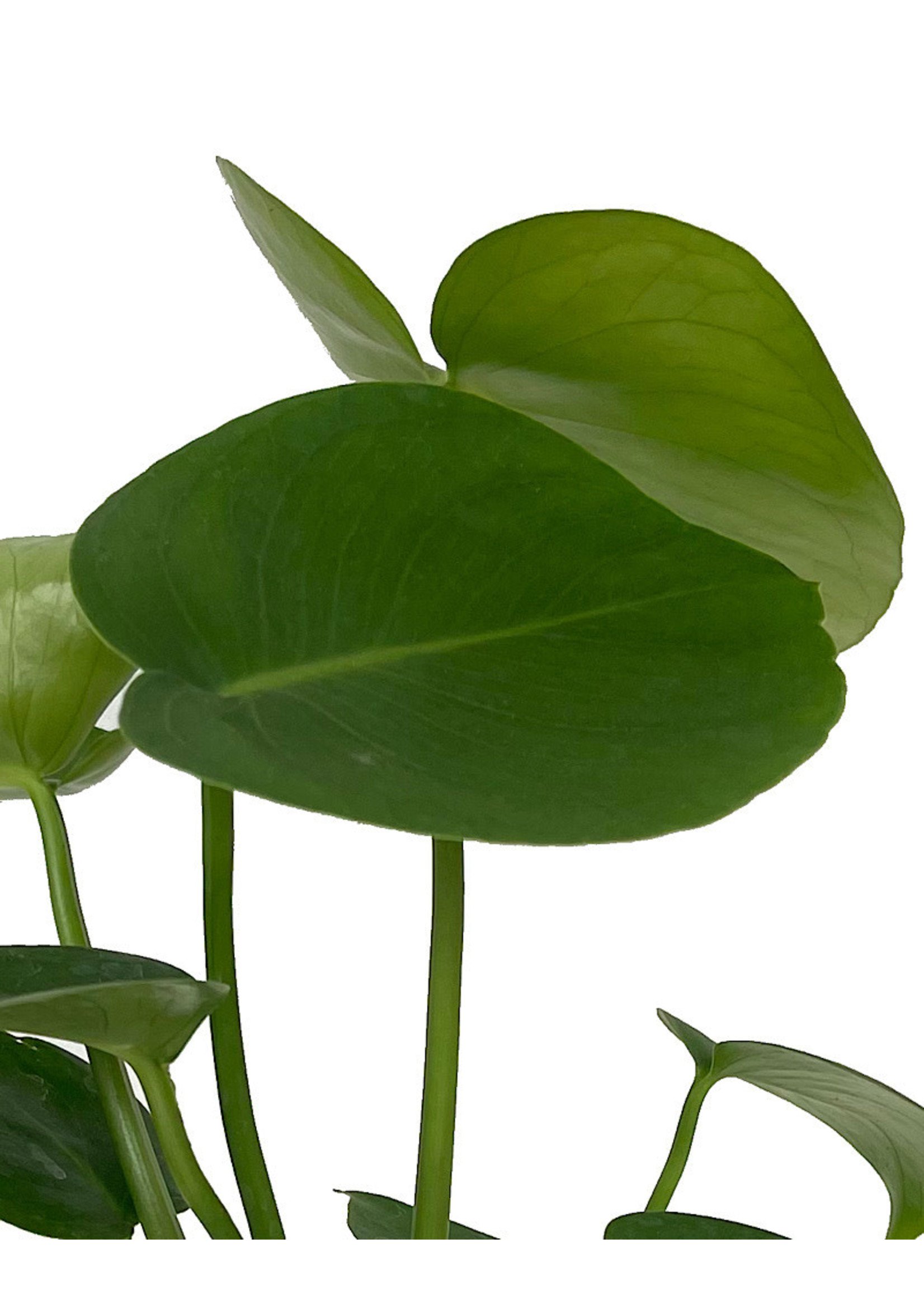 Philodendron 'Monstera' 4 Inch
