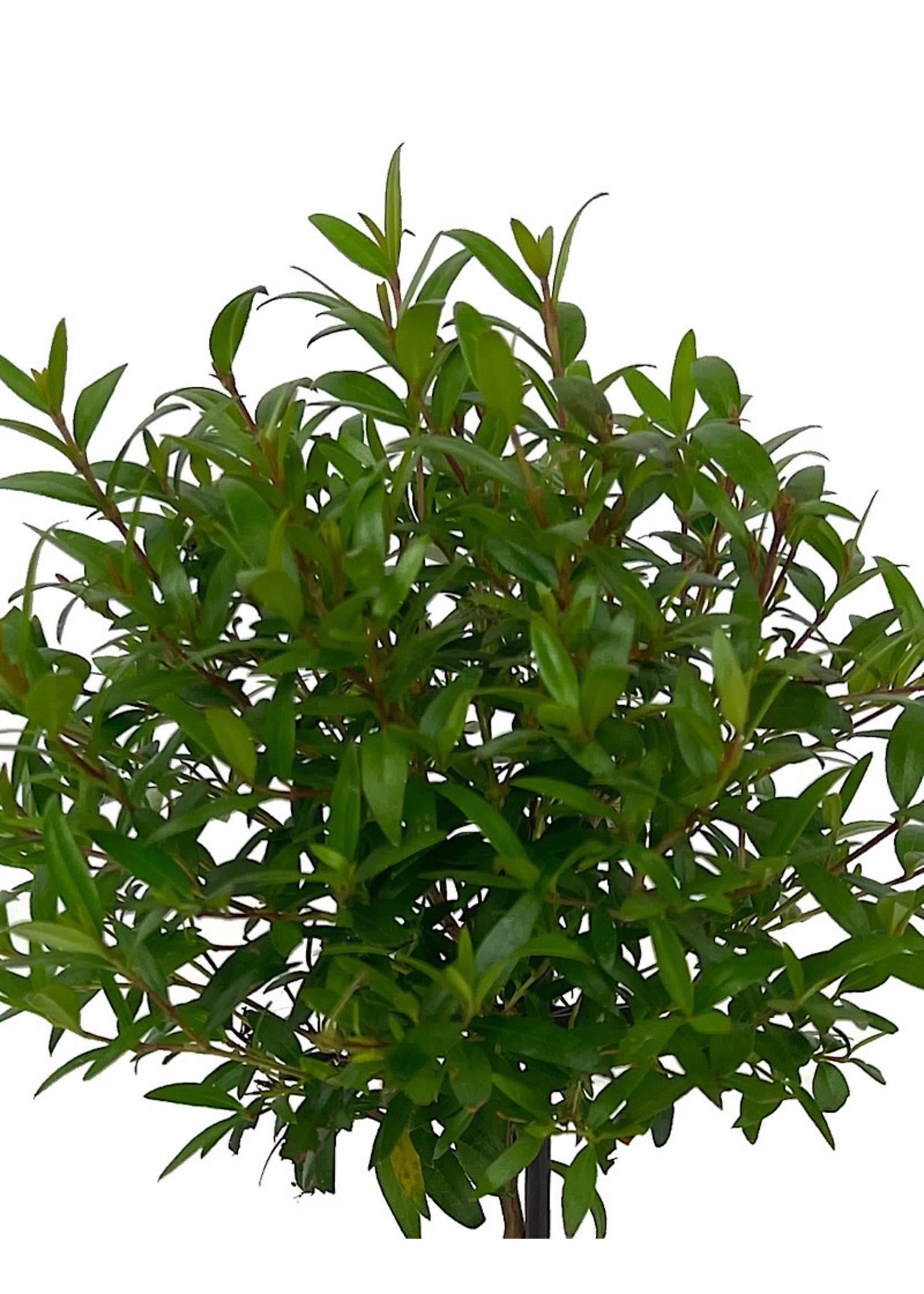 Myrtle communis 'Ball Topiary 5 Inch