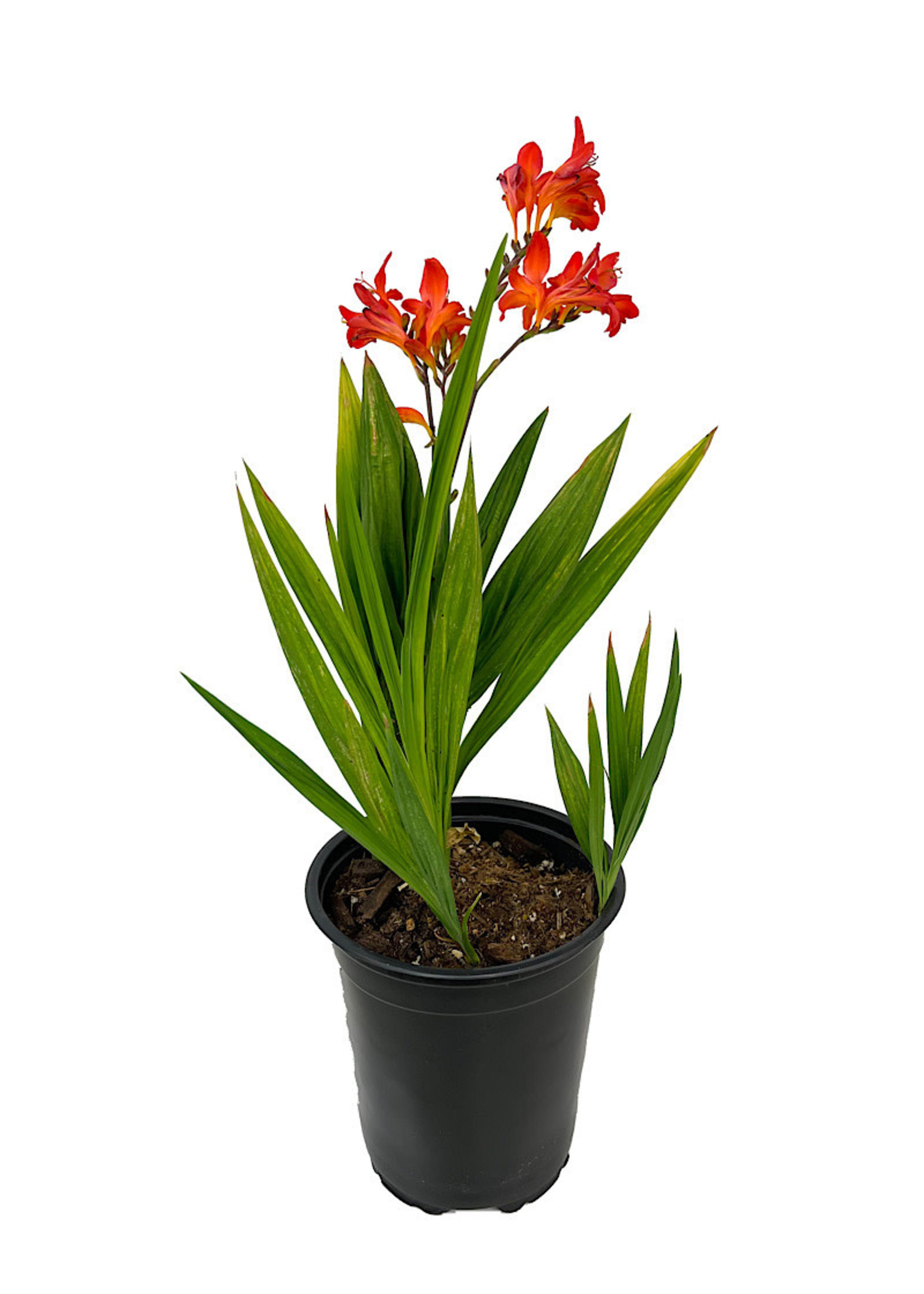 Crocosmia 'Limpopo' 1 Gallon