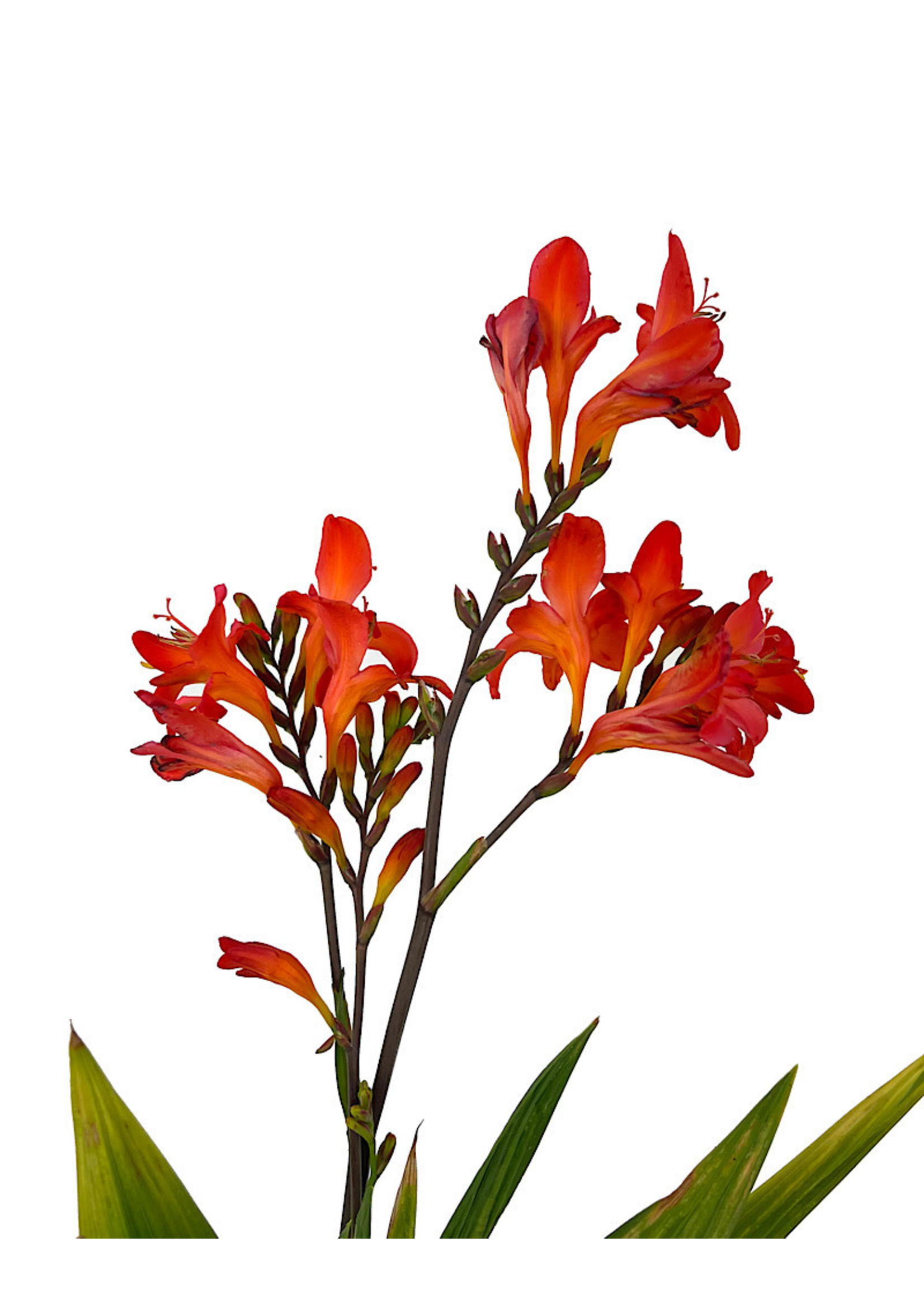 Crocosmia 'Limpopo' 1 Gallon