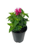 Monarda 'Cranberry Lace’ 1 Gallon