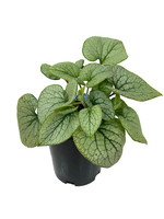 Brunnera macrophylla 'Alchemy Silver' 1 Gallon