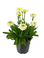 Leucanthemum superbum 'Luna' 1 Gallon