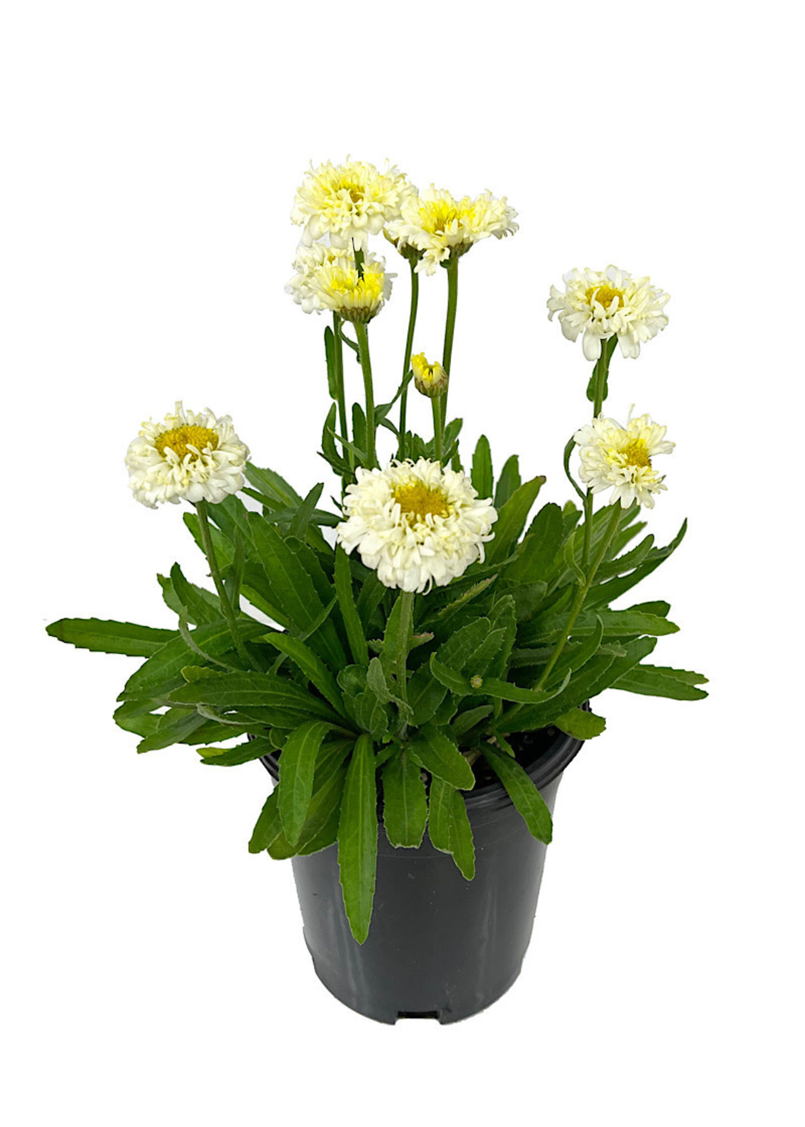 Leucanthemum superbum 'Luna' 1 Gallon