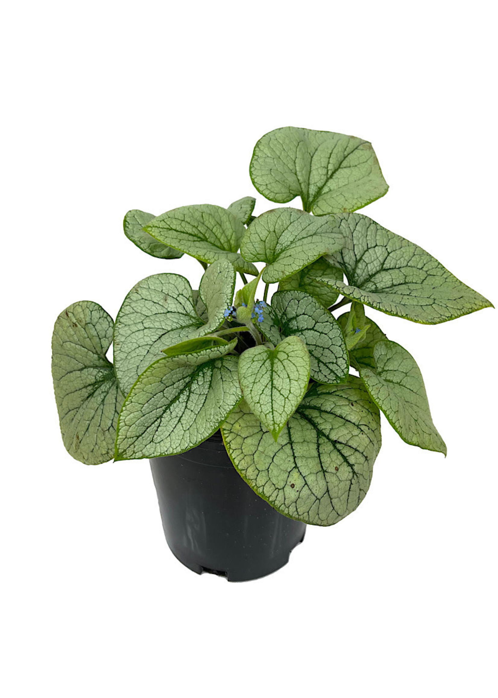 Brunnera macrophylla 'Alchemy Silver' 1 Gallon