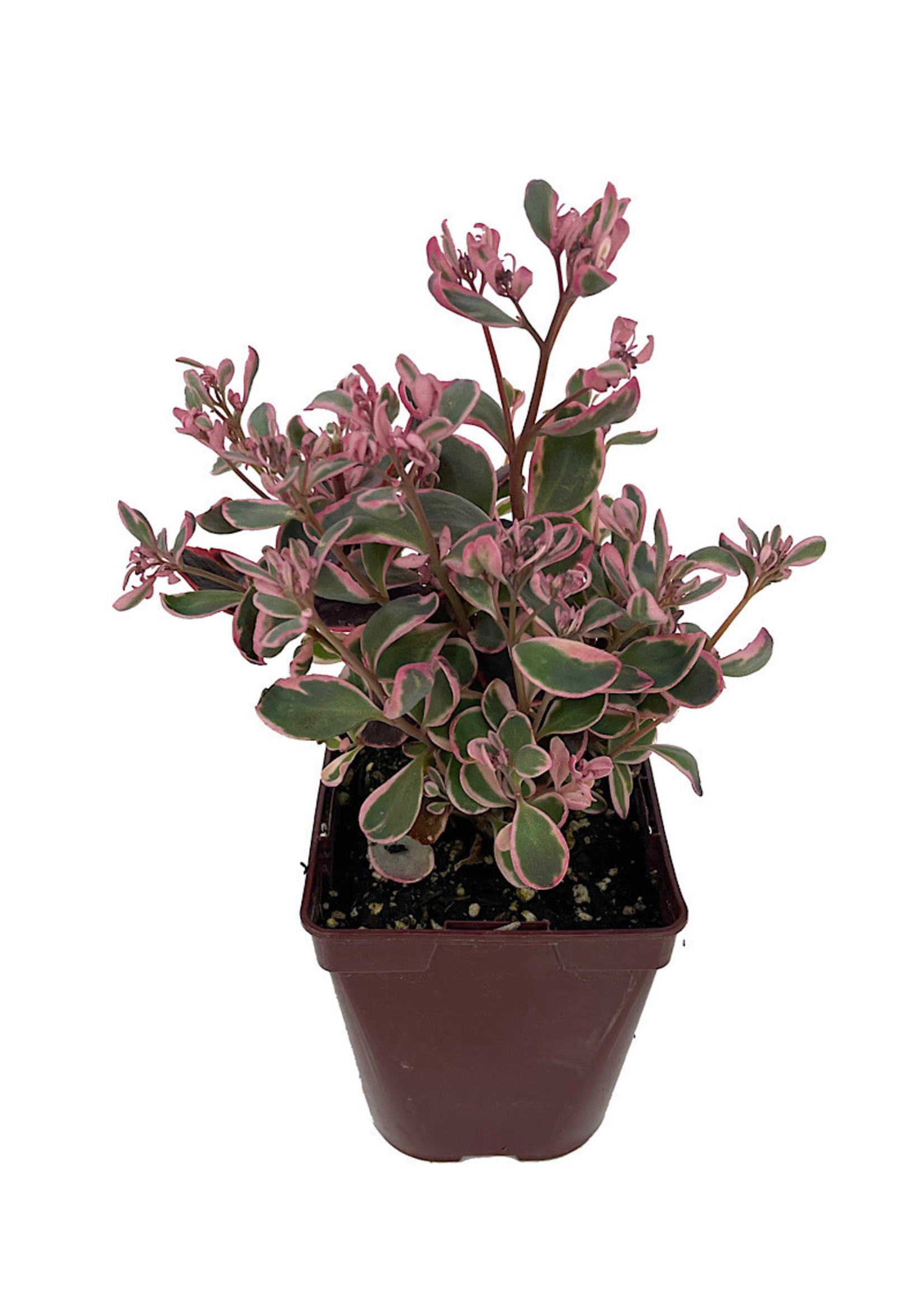 Sedum 'Dream Dazzler' Quart