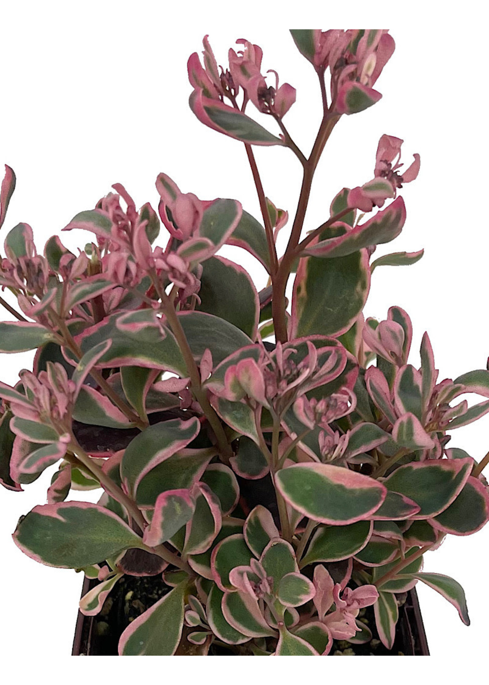 Sedum 'Dream Dazzler' Quart