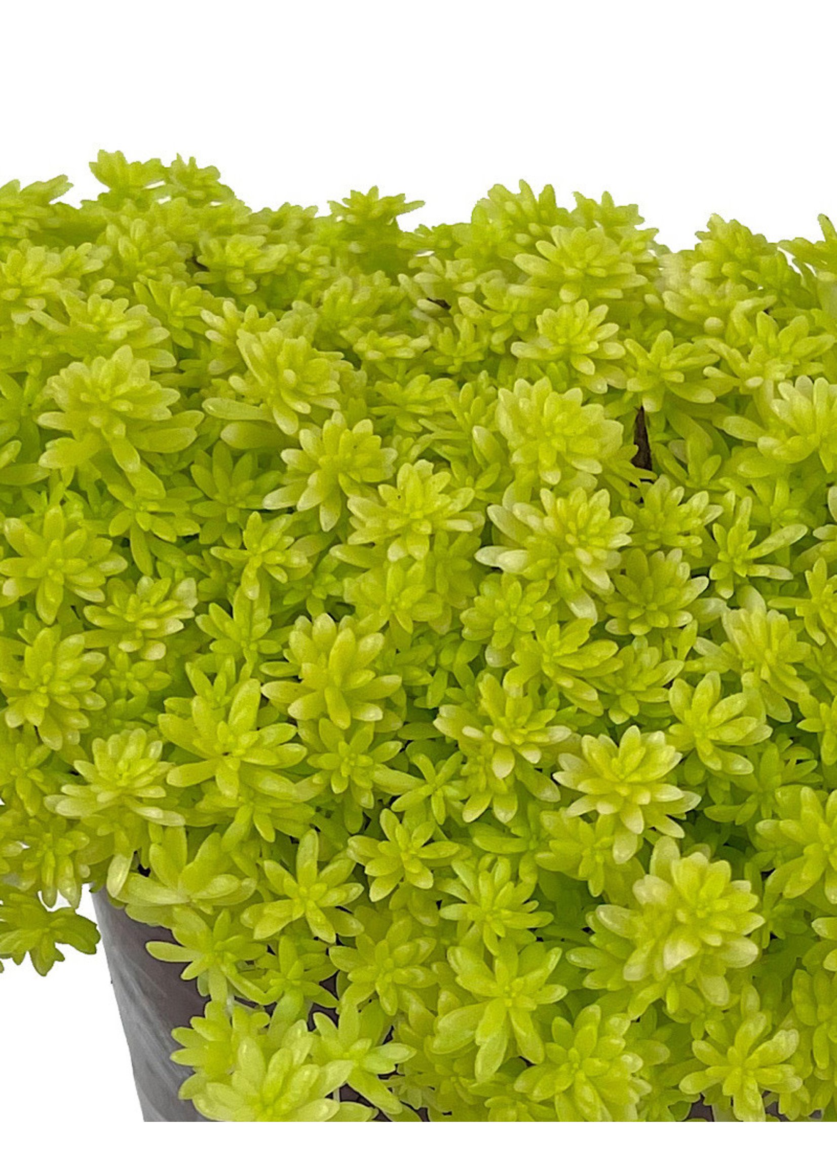 Sedum hispanicum 'Aureum' Quart