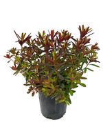 Euphorbia 'Bonfire' 1 Gallon