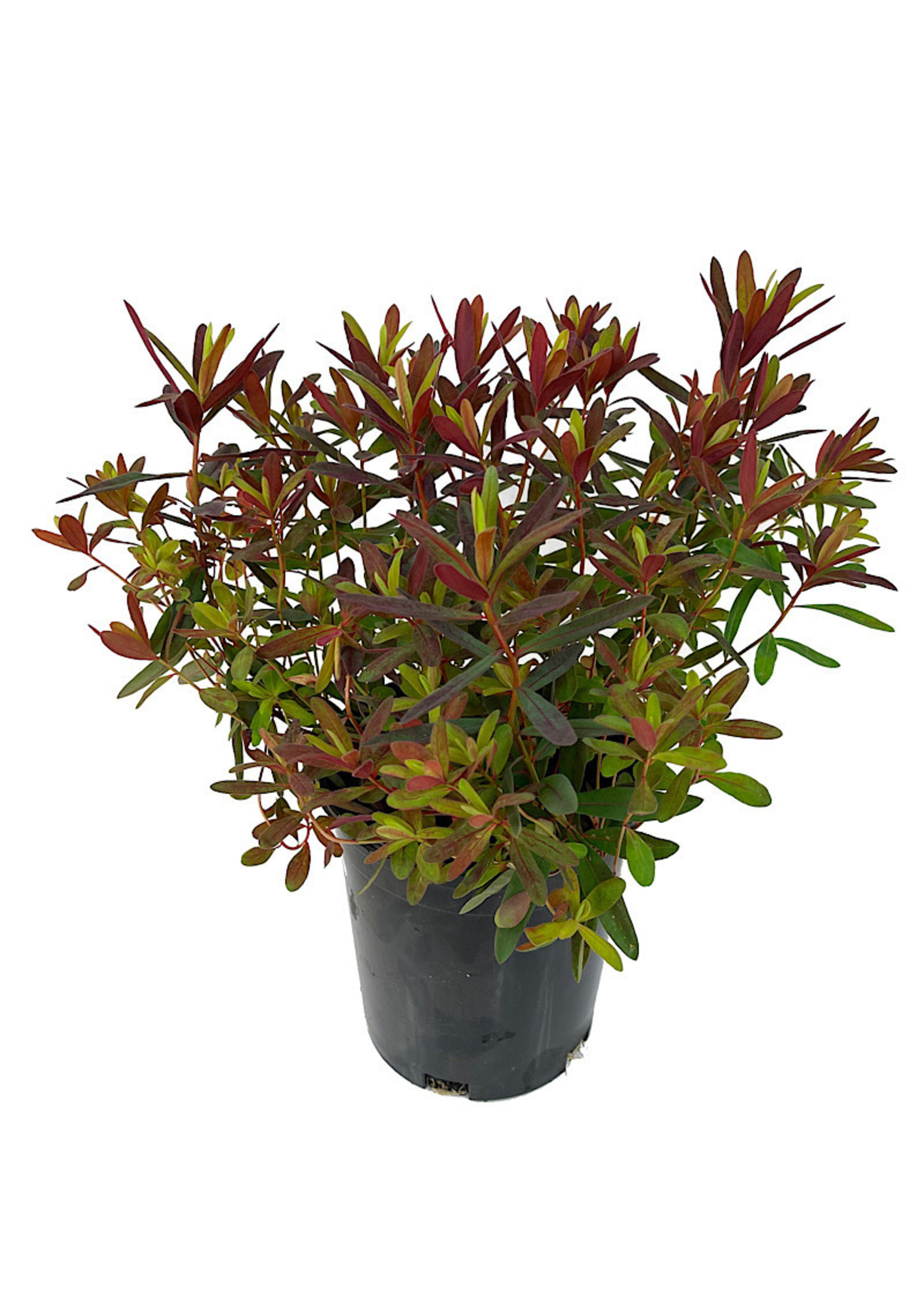 Euphorbia 'Bonfire' 1 Gallon
