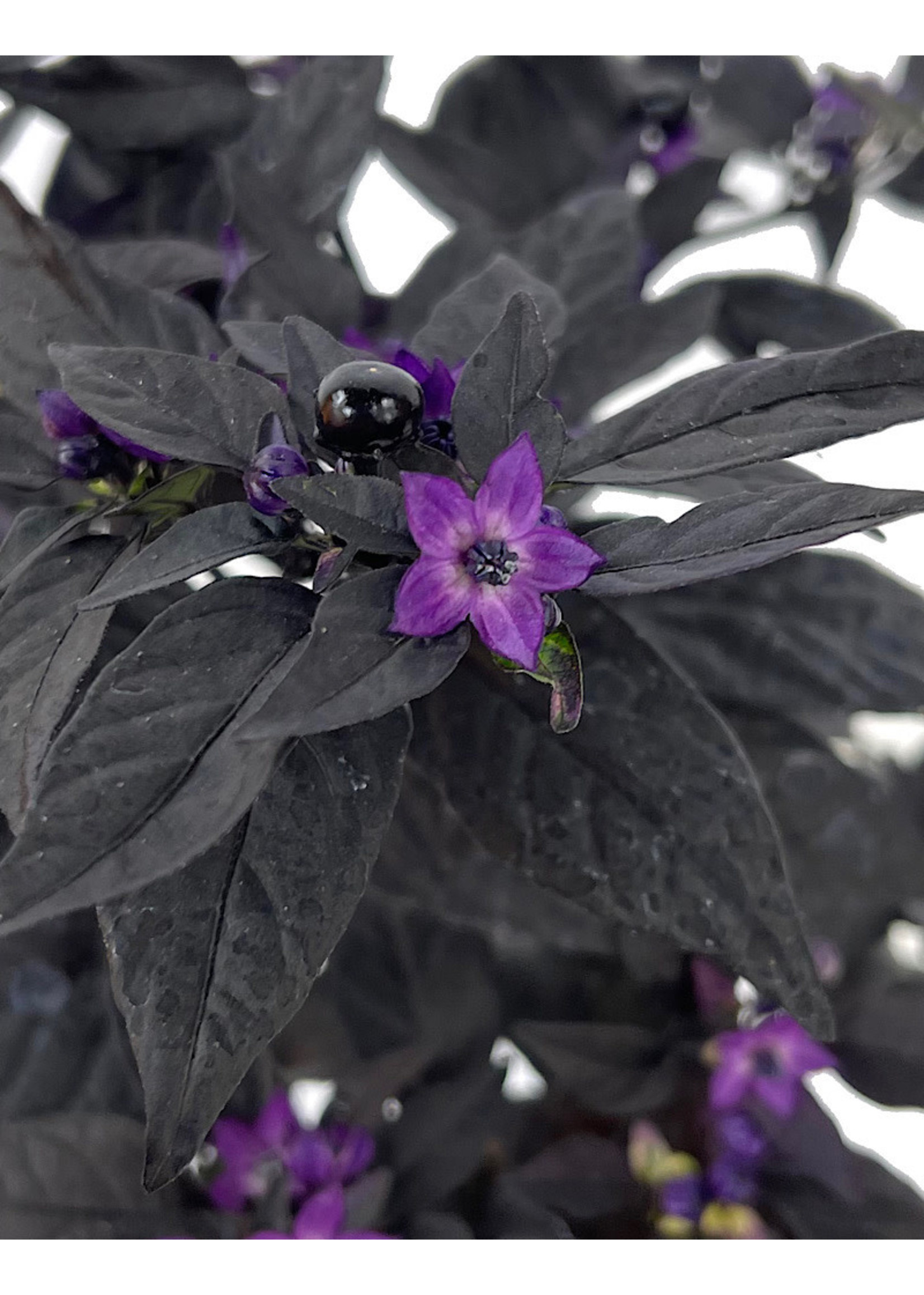 Capsicum annuum 'Purple Flash' Quart