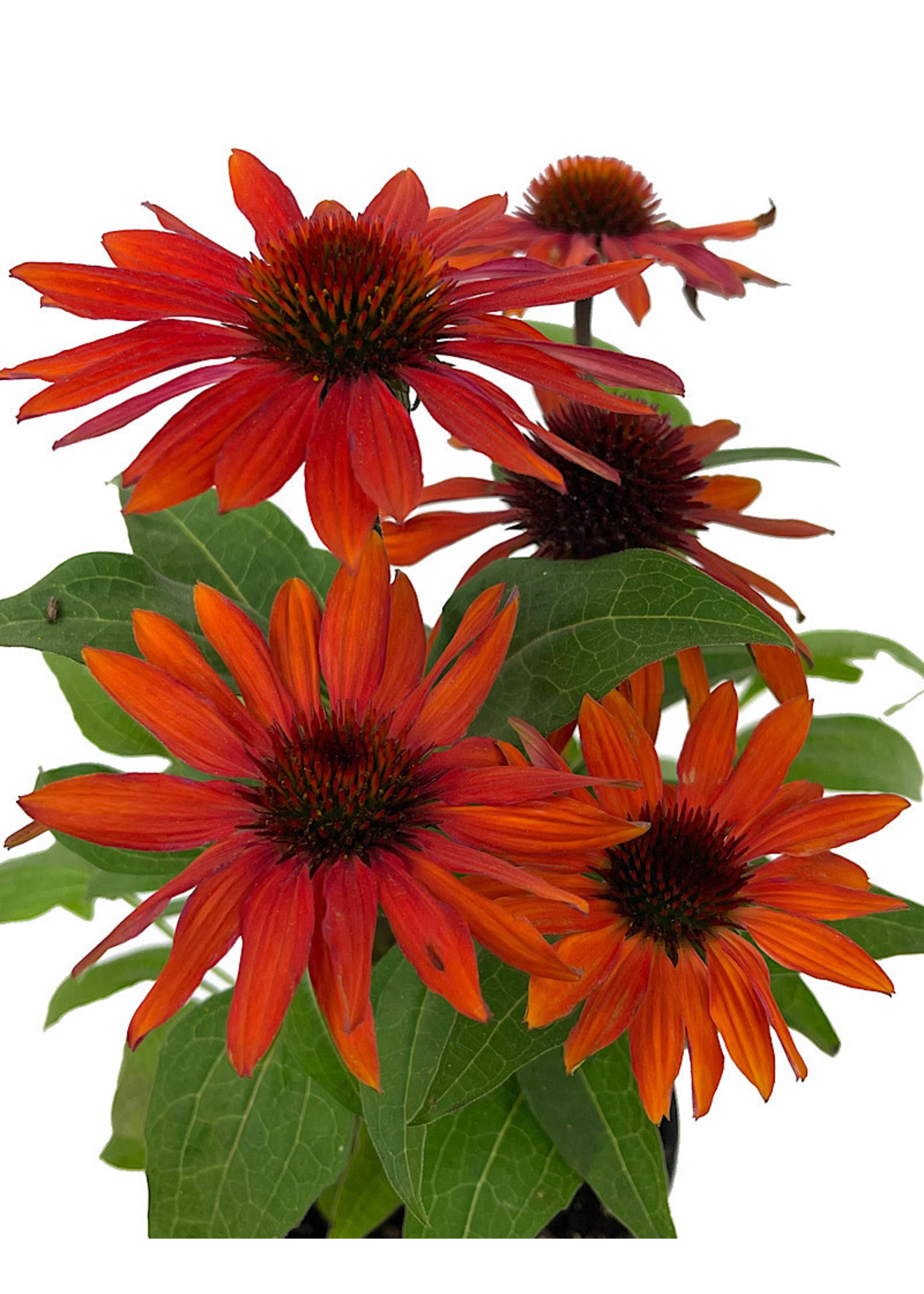 Echinacea 'Sombrero Sangrita' Quart