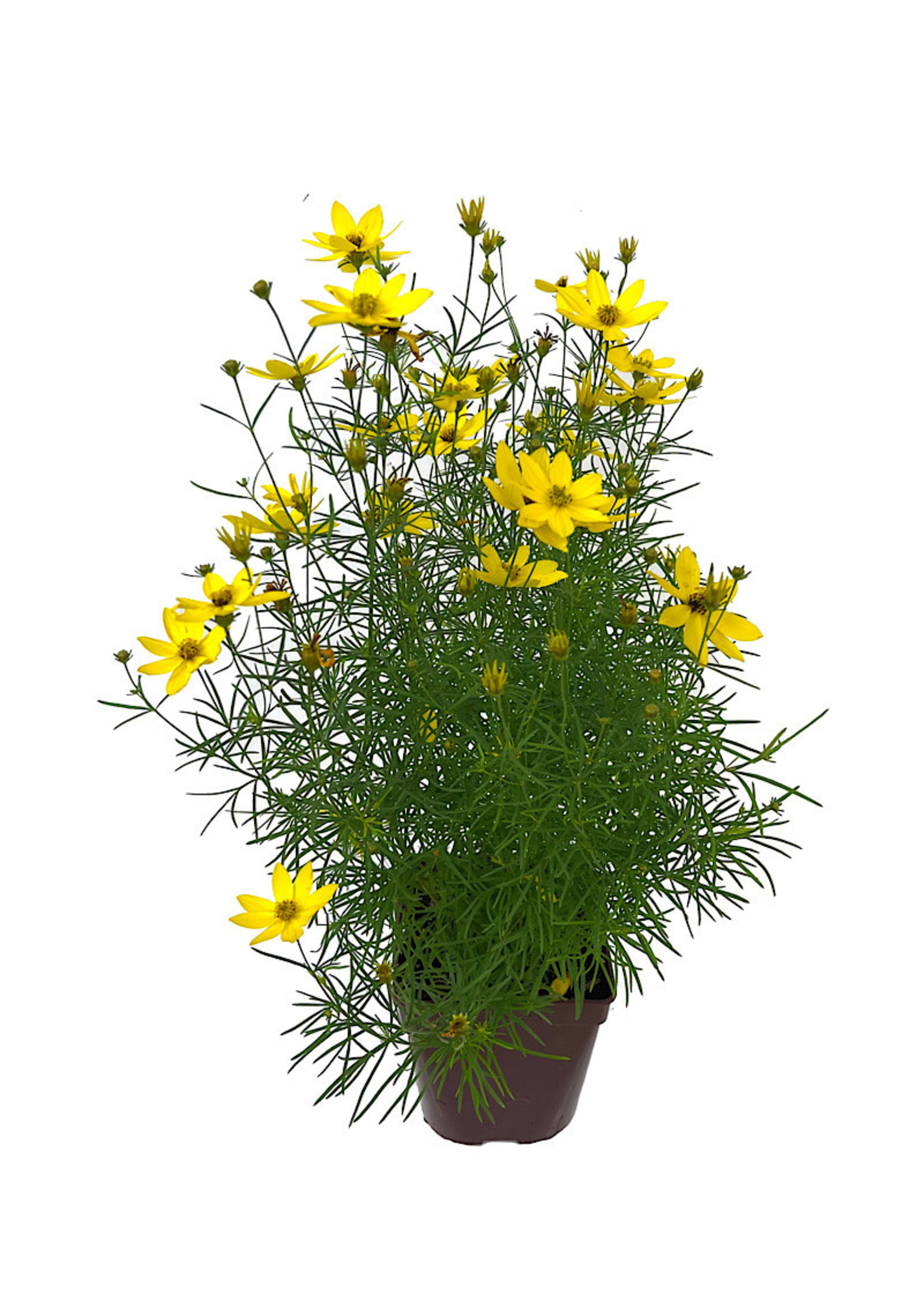 Coreopsis 'Tweety' Quart