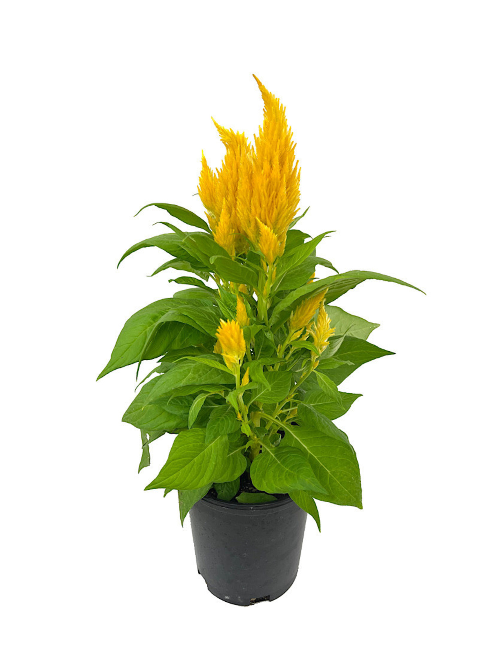 Celosia 'First Flame Yellow' 1 Gallon