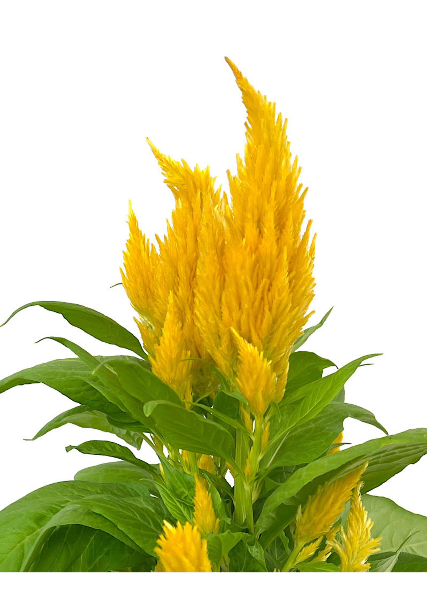 Celosia 'First Flame Yellow' 1 Gallon