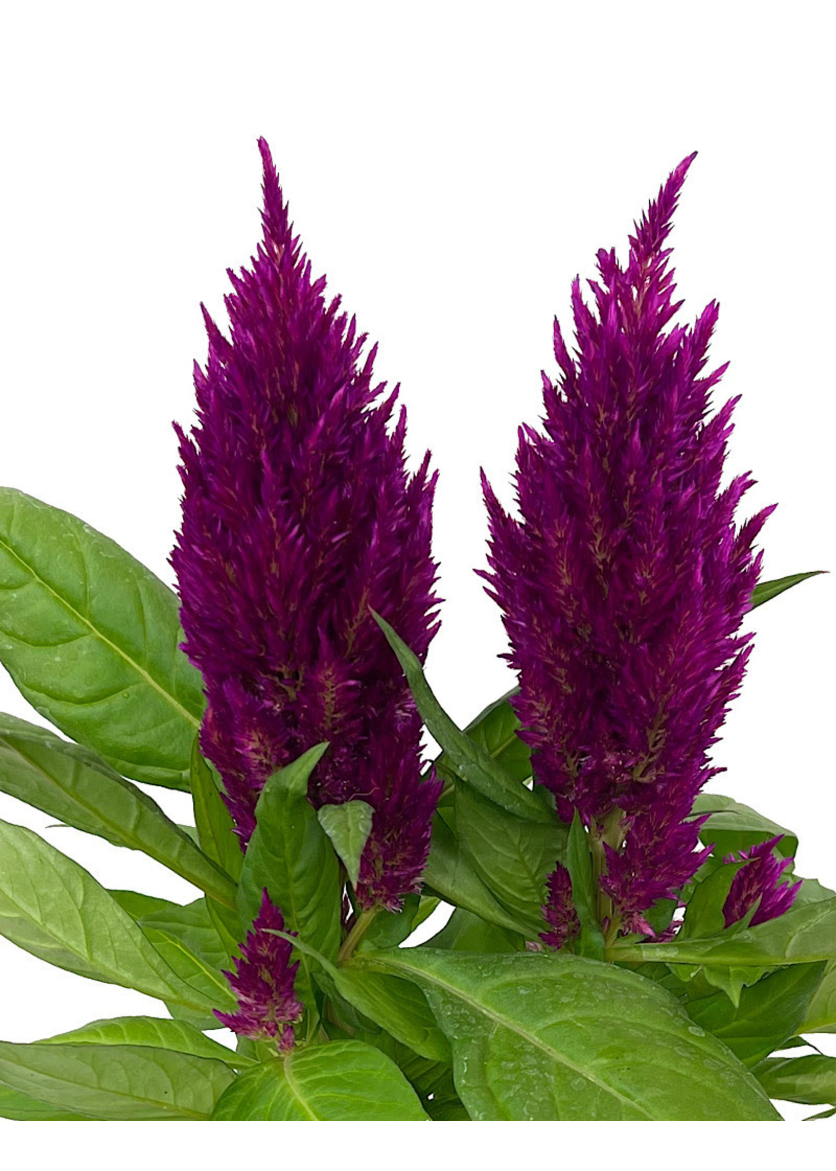 Celosia 'First Flame Purple' 1 Gallon