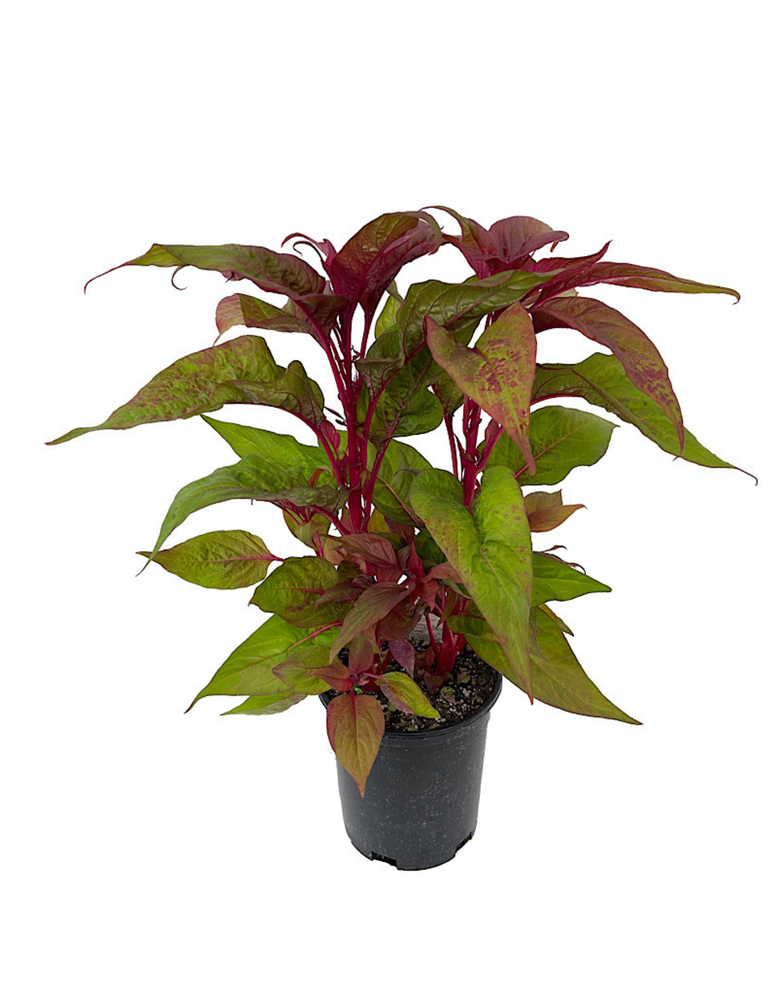 Celosia Dragon S Breath 1 Gallon The Garden Corner