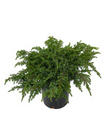 Juniperus c. 'Green Carpet' 1 Gallon