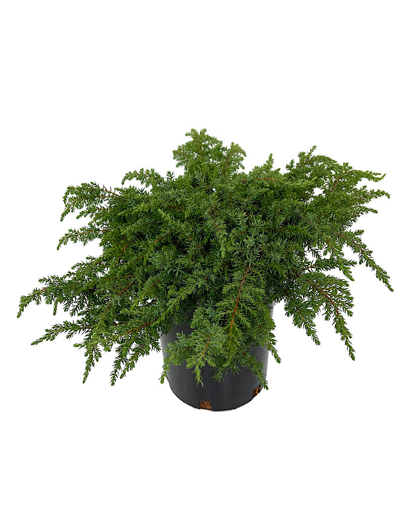 Juniperus c. 'Green Carpet' 1 Gallon The Garden Corner