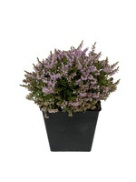 Calluna 'Jan Dekker' Quart